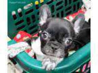 French Bulldog Puppy for sale in Pulaski, TN, USA