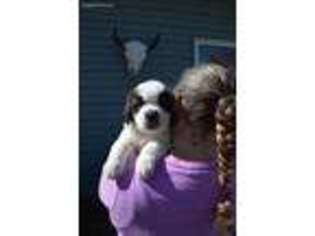 Saint Bernard Puppy for sale in Oshkosh, WI, USA
