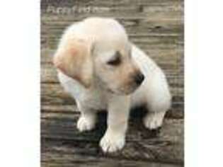 Labrador Retriever Puppy for sale in Battle Ground, WA, USA