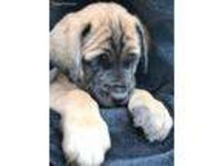 Mastiff Puppy for sale in Wellston, OK, USA