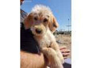 Labradoodle Puppy for sale in Buckeye, AZ, USA