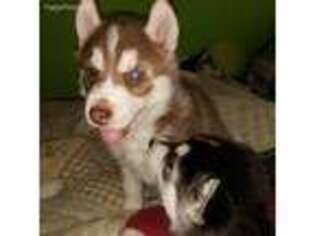 Siberian Husky Puppy for sale in Mound, MN, USA
