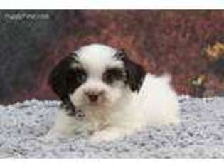 Havanese Puppy for sale in Eden Valley, MN, USA
