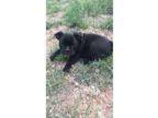 Olde English Bulldogge Puppy for sale in Clovis, NM, USA