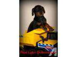 Doberman Pinscher Puppy for sale in TIFTON, GA, USA