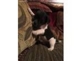 Puggle Puppy for sale in Mansfield, MO, USA