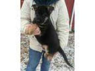 German Shepherd Dog Puppy for sale in Glen Easton, WV, USA