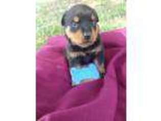 Rottweiler Puppy for sale in Fairview, MO, USA