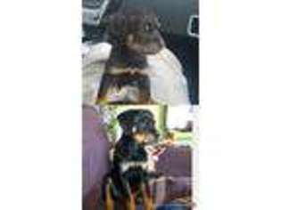 Rottweiler Puppy for sale in Midlothian, IL, USA