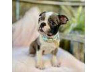 Boston Terrier Puppy for sale in Linneus, MO, USA