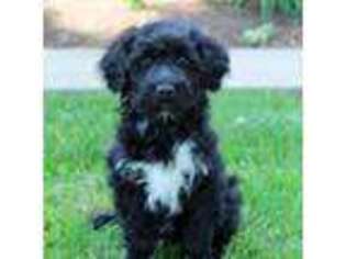 Portuguese Water Dog Puppy for sale in Sugarcreek, OH, USA