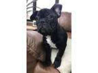 French Bulldog Puppy for sale in Blountville, TN, USA