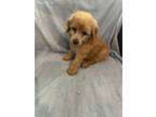 Goldendoodle Puppy for sale in Carlton, GA, USA