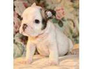 Bulldog Puppy for sale in Littleton, CO, USA