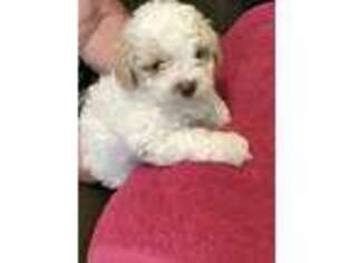 Shih-Poo Puppy for sale in Stanton, MI, USA
