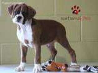 Boxer Puppy for sale in Chapel Hill, NC, USA