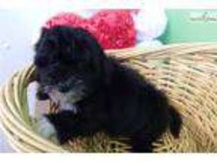 Medium Photo #1 Shih-Poo Puppy For Sale in Chicago, IL, USA