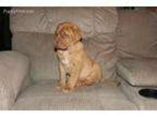 American Bull Dogue De Bordeaux Puppy for sale in Free Union, VA, USA