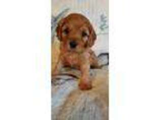 Cavapoo Puppy for sale in Niceville, FL, USA