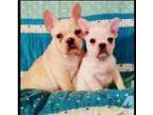 French Bulldog Puppy for sale in LEBANON, OR, USA