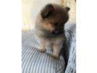 Pomeranian Puppy for sale in Waxhaw, NC, USA