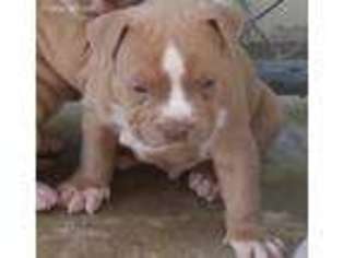 American Staffordshire Terrier Puppy for sale in Littlerock, CA, USA