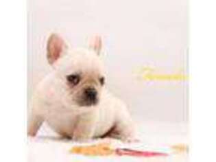French Bulldog Puppy for sale in Youngstown, OH, USA