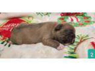 French Bulldog Puppy for sale in Newberry, FL, USA