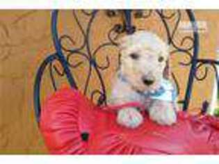 Goldendoodle Puppy for sale in San Angelo, TX, USA