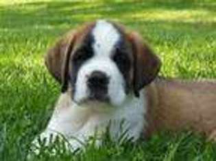 Saint Bernard Puppy for sale in Bridgewater, VA, USA