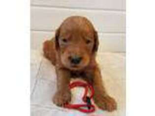 Goldendoodle Puppy for sale in Cantril, IA, USA
