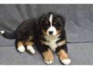 Bernese Mountain Dog Puppy for sale in Garden City, MN, USA