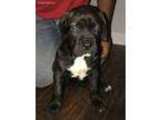 Cane Corso Puppy for sale in Mount Pleasant, TX, USA