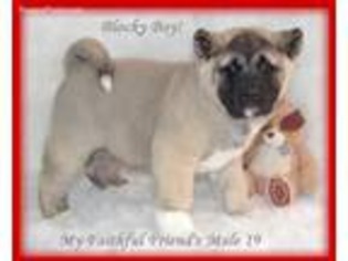 Akita Puppy for sale in Grant City, MO, USA