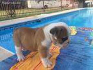 Bulldog Puppy for sale in Blossom, TX, USA