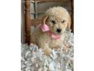 Goldendoodle Puppy for sale in Coshocton, OH, USA