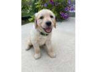 Golden Retriever Puppy for sale in Payson, UT, USA