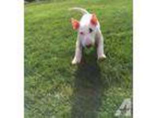 Bull Terrier Puppy for sale in VANCOUVER, WA, USA