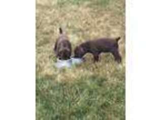 German Shorthaired Pointer Puppy for sale in Imlay City, MI, USA