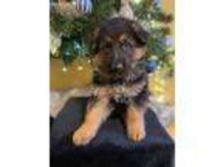 German Shepherd Dog Puppy for sale in Oakland, MS, USA