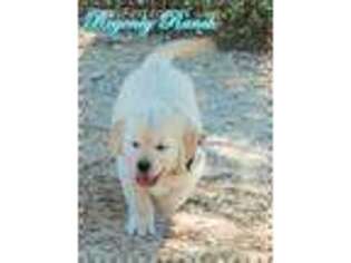 Golden Retriever Puppy for sale in Blanco, TX, USA