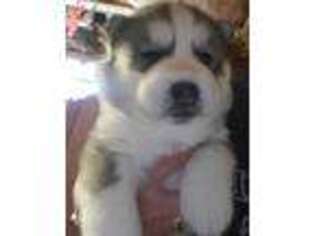 Siberian Husky Puppy for sale in Andover, MA, USA