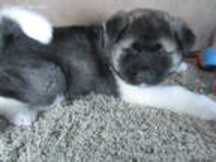Akita Puppy for sale in Okmulgee, OK, USA