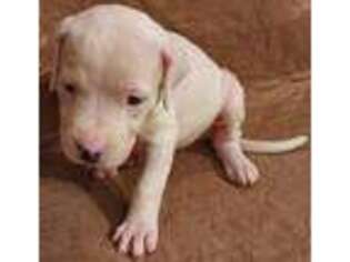 Dogo Argentino Puppy for sale in Raleigh, NC, USA