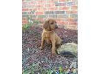 Labradoodle Puppy for sale in ADA, OK, USA