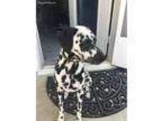 Dalmatian Puppy for sale in Las Vegas, NV, USA