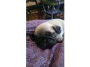 Pug Puppy for sale in Augusta, WI, USA