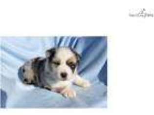 Australian Shepherd Puppy for sale in Las Vegas, NV, USA