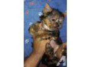 Yorkshire Terrier Puppy for sale in LAWNDALE, CA, USA