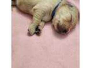 Golden Retriever Puppy for sale in Shelton, WA, USA